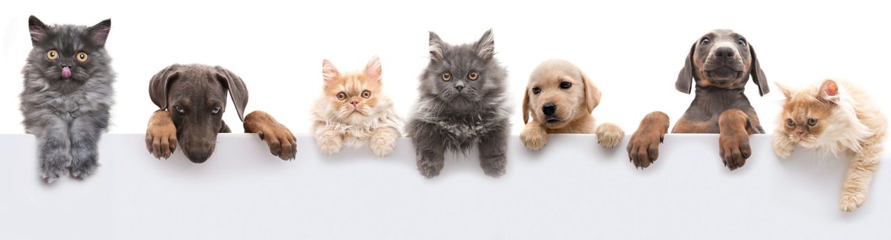 Paws for a Cause at Gypsy Rose - Humane Society Of The Black Hills Footer 1092227280 1280x345 